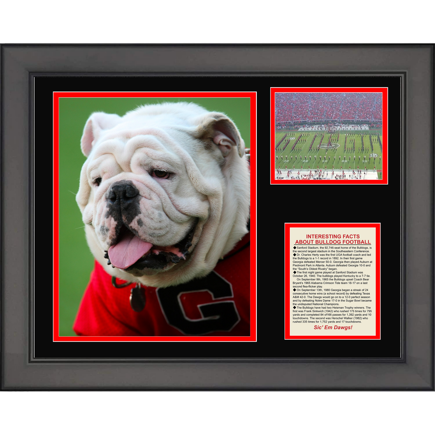 Framed Georgia Bulldog Mascot College Football 11"x14" Three Photo Collage
